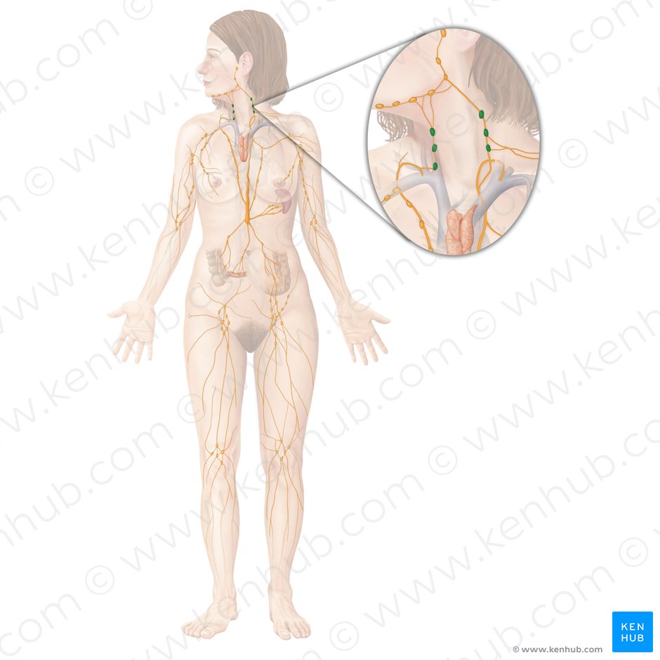 Cervical lymph nodes (Nodi lymphoidei cervicales); Image: Begoña Rodriguez