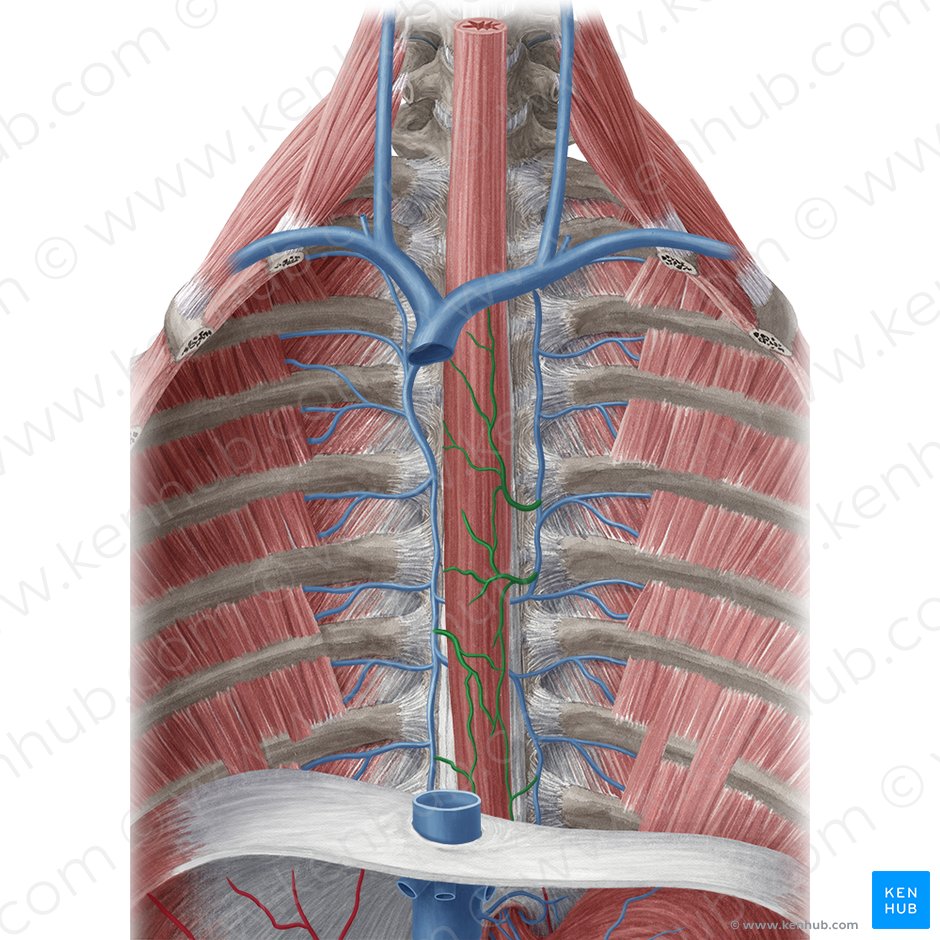 Esophageal veins (Venae oesophageales); Image: Yousun Koh