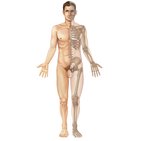 Die wichtigsten Knochen, Gelenke und Muskeln des Körpers