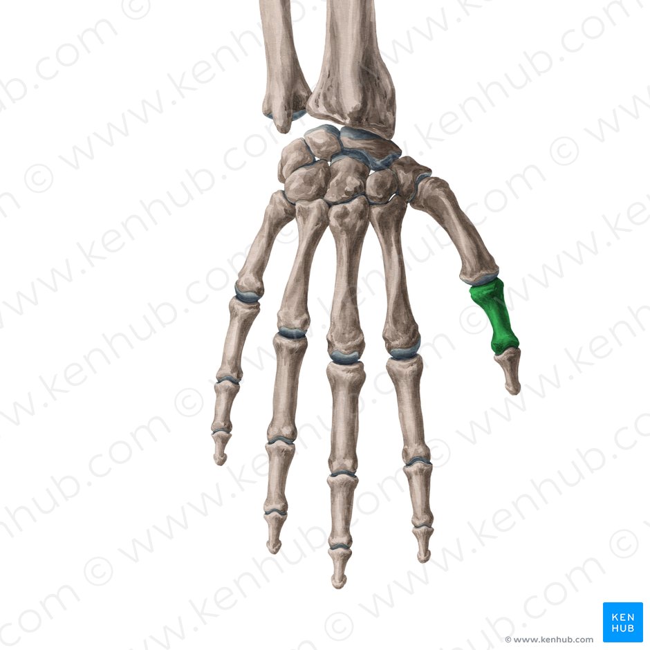 Proximal phalanx of thumb (Phalanx proximalis pollicis); Image: Yousun Koh