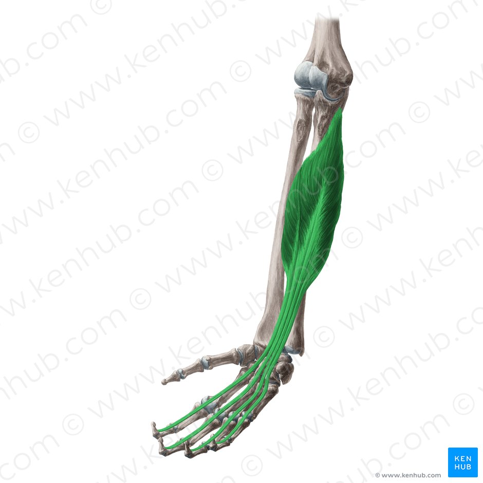 Músculo flexor profundo dos dedos (Musculus flexor digitorum profundus); Imagem: Yousun Koh