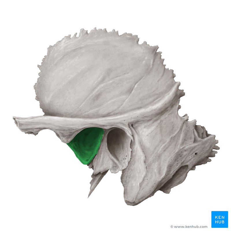 Temporal bone: Anatomy, parts, sutures and foramina | Kenhub