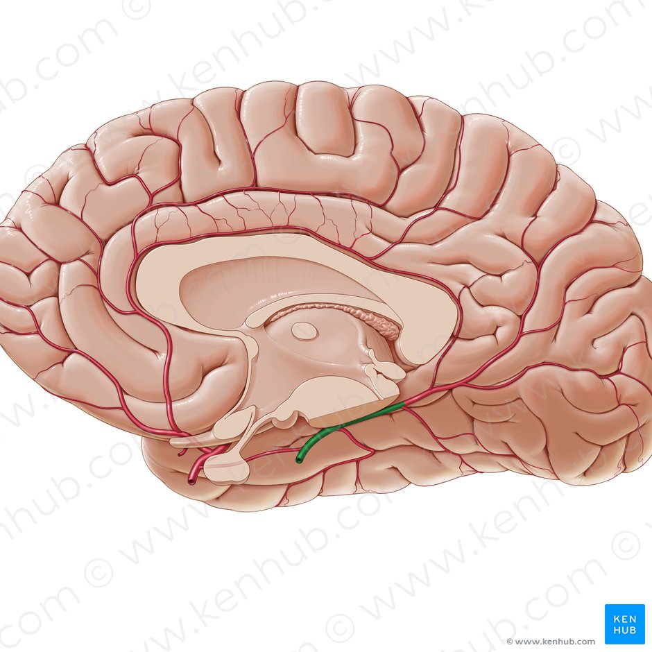 Posterior cerebral artery (Arteria posterior cerebri); Image: Paul Kim