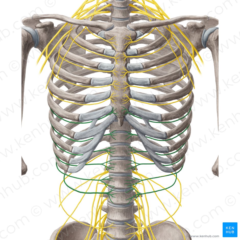 Diaphragm: Location, anatomy, innervation and function | Kenhub