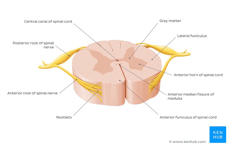 Spinal cord of a parts What Are