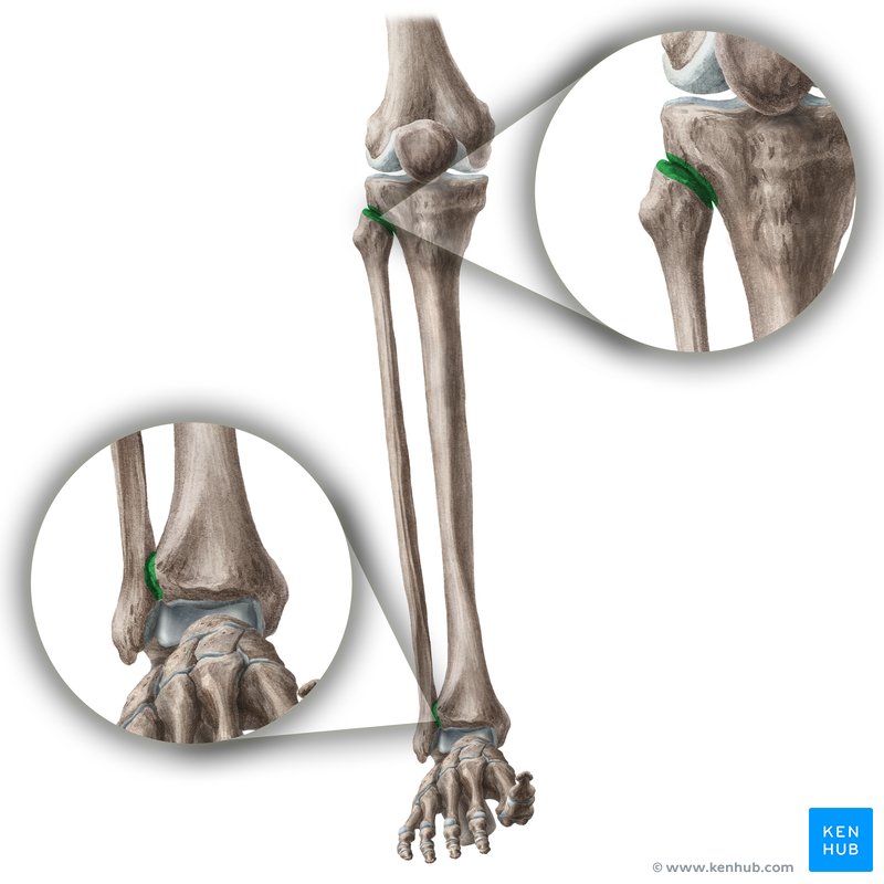 Tibiofibular joints: Anatomy, movements | Kenhub