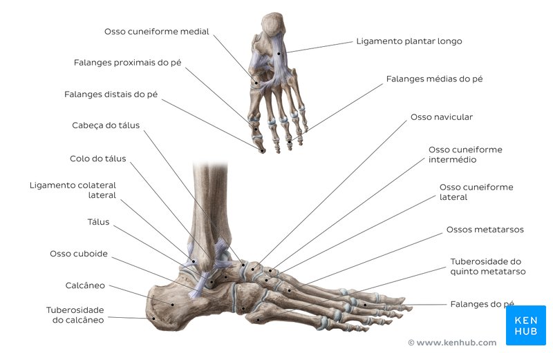 Ossos e ligamentos do pé - vistas inferior e lateral 