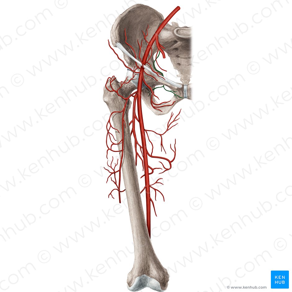 Artéria obturatória (Arteria obturatoria); Imagem: Rebecca Betts