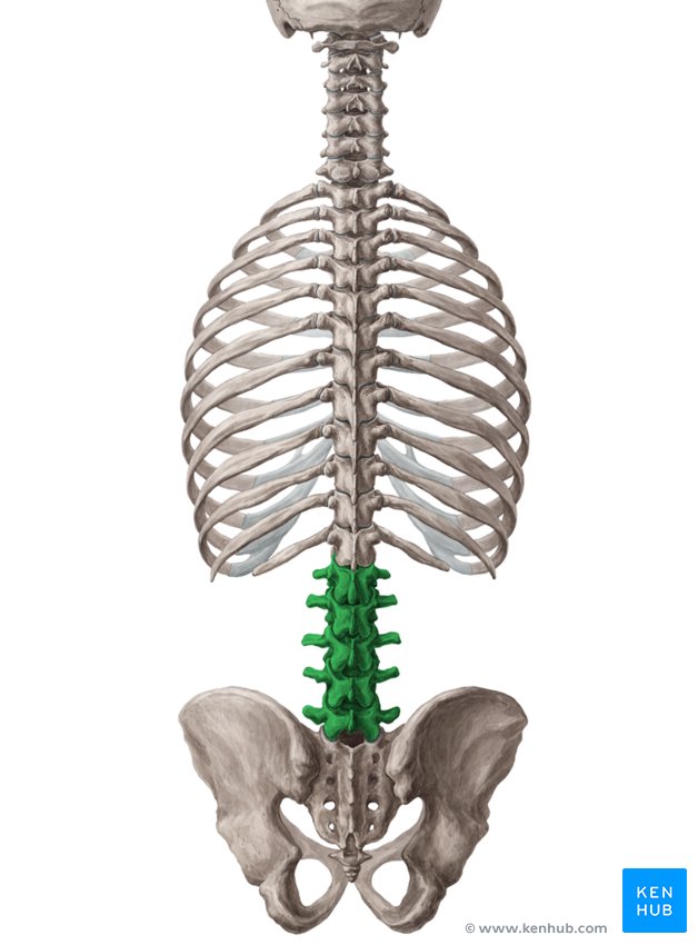 Lumbar vertebrae: Anatomy and clinical aspects | Kenhub