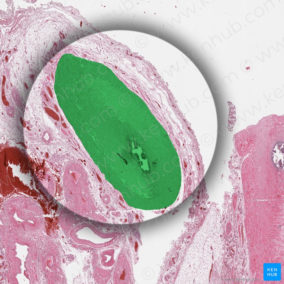 Ductus deferens; Image: 