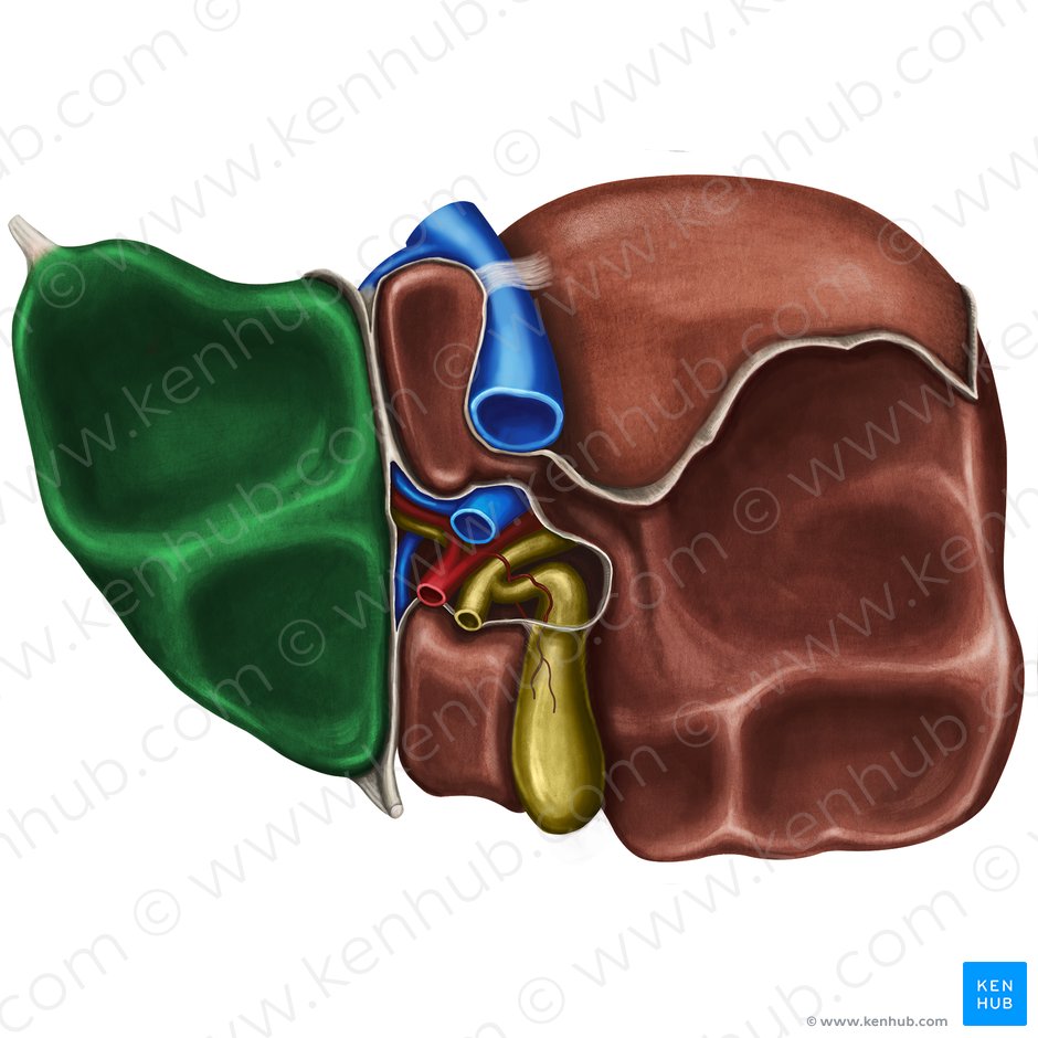 Left lobe of liver (Lobus sinister hepatis); Image: Irina Münstermann