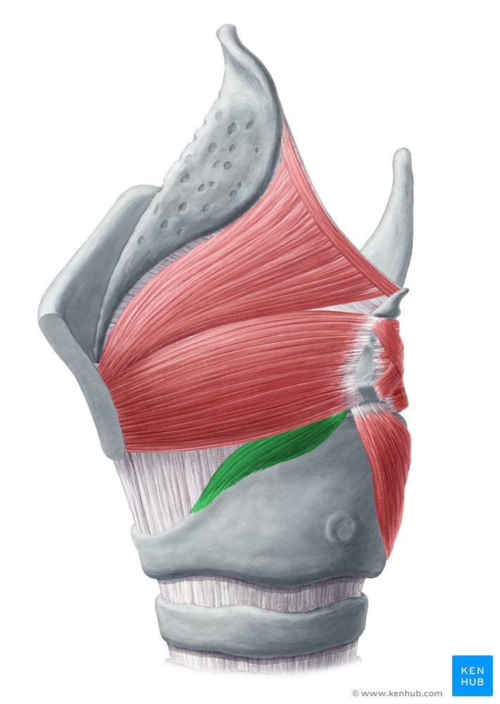 Lateral cricoarytenoid muscle (Musculus cricoarytenoideus lateralis)