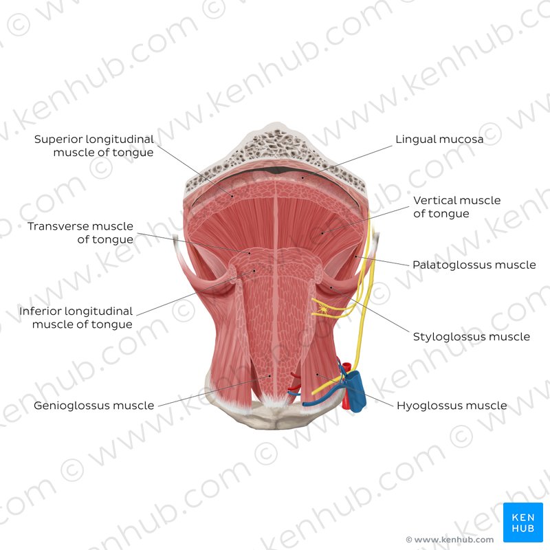 Tongue: Anatomy, muscles, neurovasculature and histology ... diagram of tongue muscles 