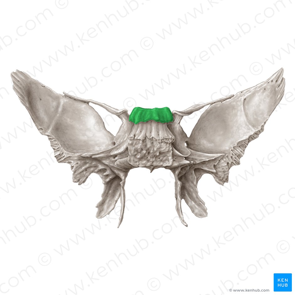 Dorso da sela (Dorsum sellae ossis sphenoidalis); Imagem: Samantha Zimmerman