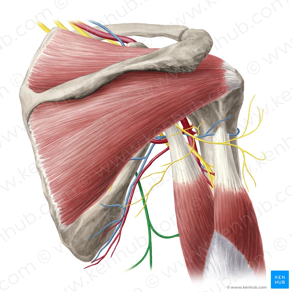 Thoracodorsal nerve (Nervus thoracodorsalis); Image: Yousun Koh