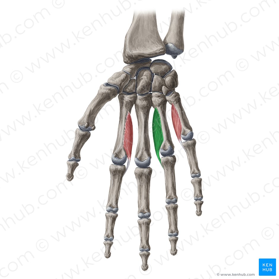 2nd palmar interosseous muscle (Musculus interosseus palmaris 2); Image: Yousun Koh