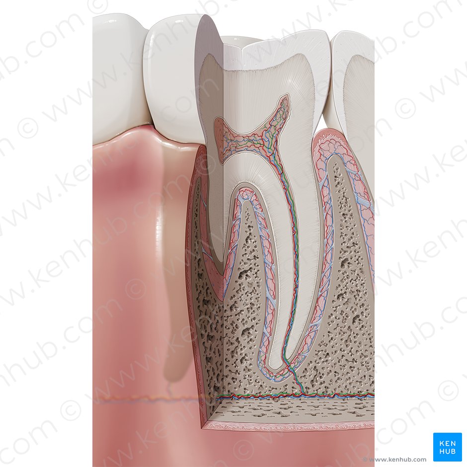 Nervos dentais (Nervi dentales); Imagem: Paul Kim