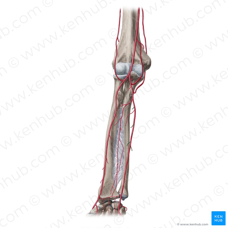 Ramos musculares da artéria ulnar (Rami musculares arteriae ulnaris); Imagem: Yousun Koh
