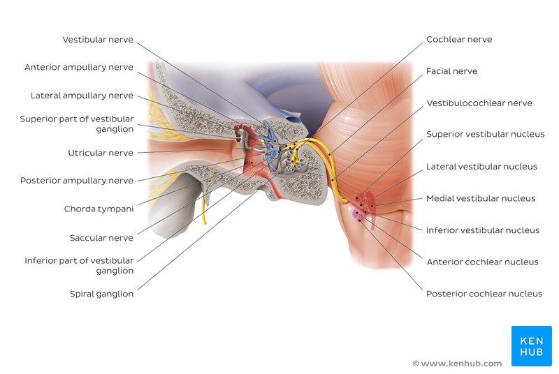 Vestibulocochlear nerve - transmission of sound and balance