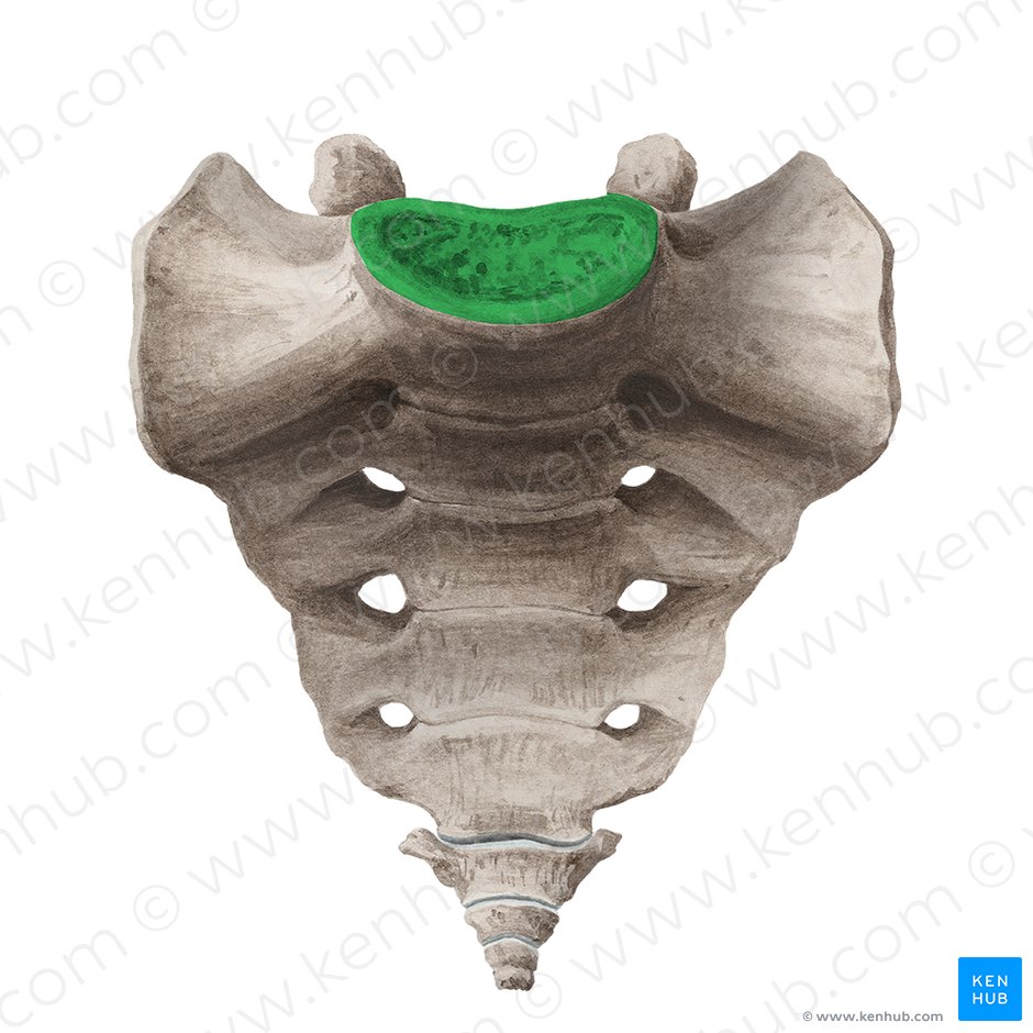 Base of sacrum (Basis ossis sacri); Image: Liene Znotina