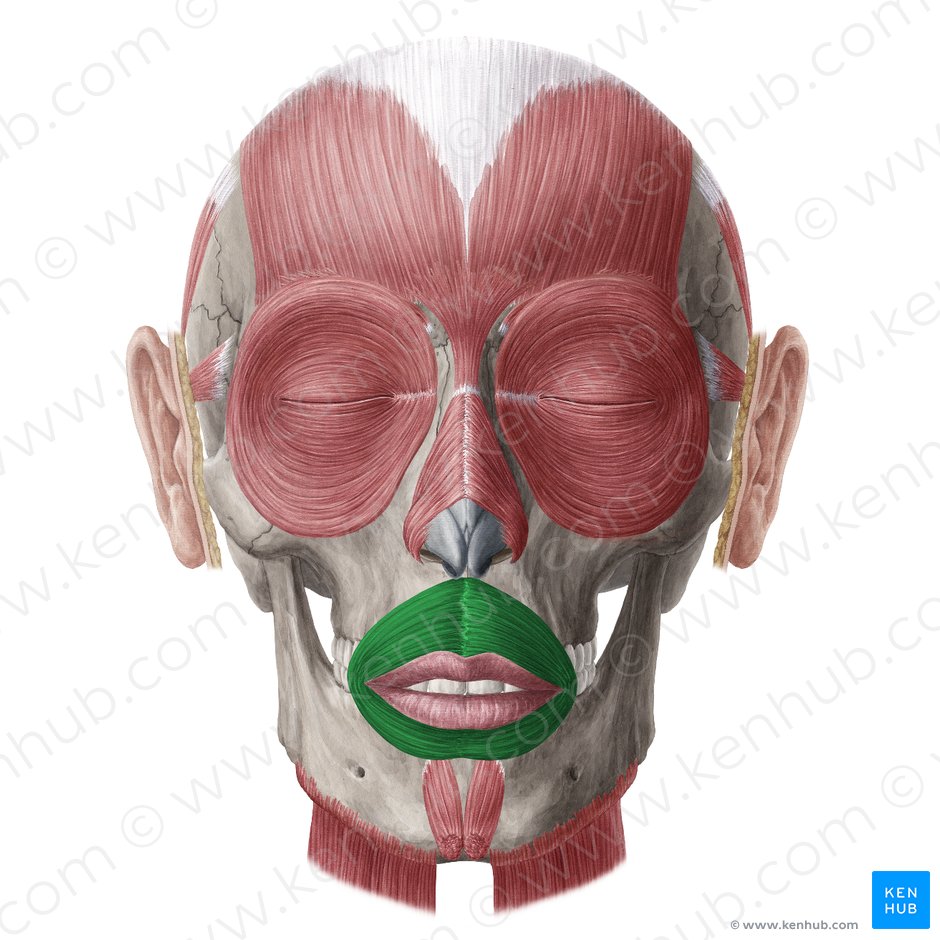 Músculo orbicular de la boca (Musculus orbicularis oris); Imagen: Yousun Koh