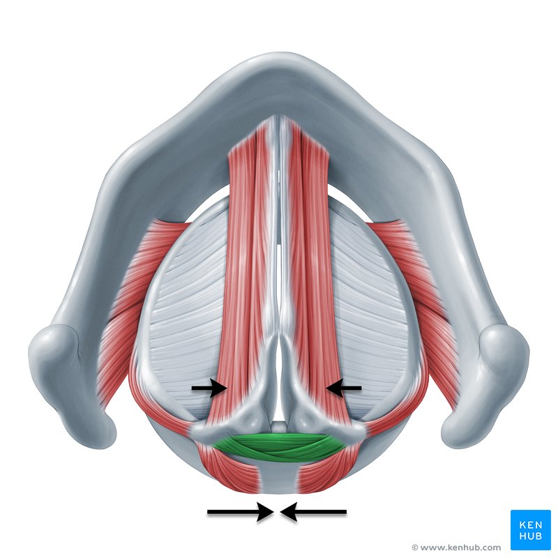 Muscles of the larynx: Anatomy, function, diagram | Kenhub