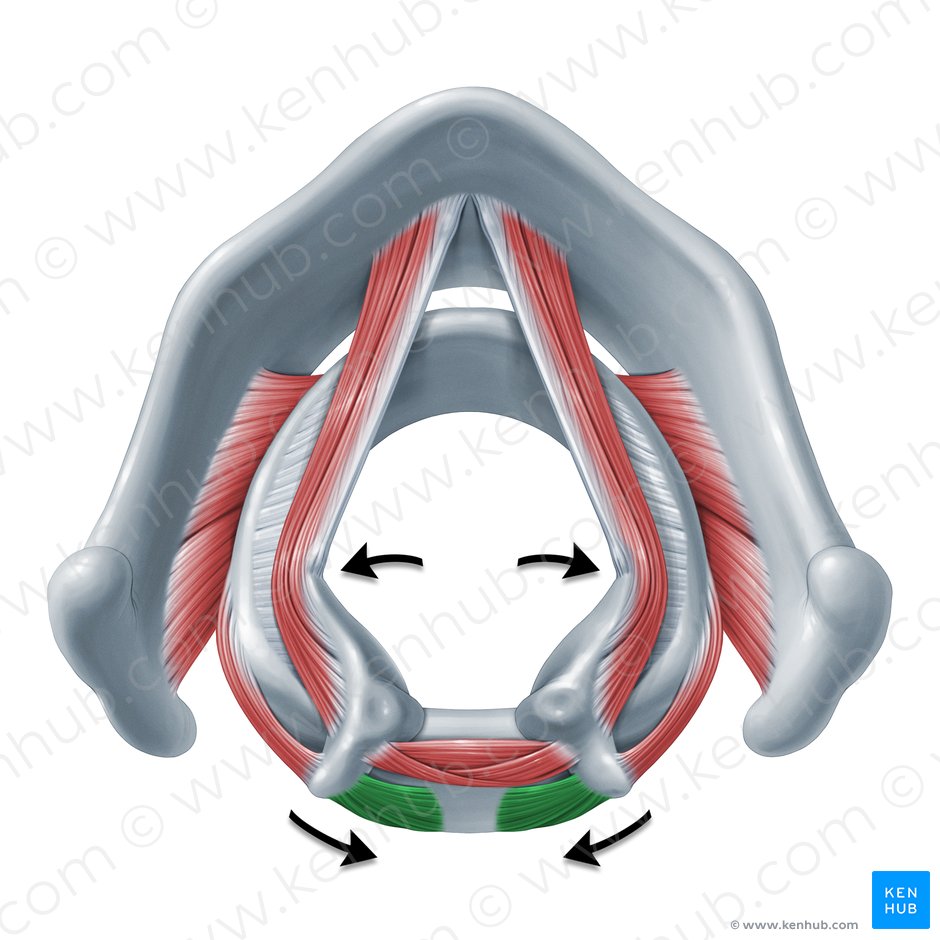 Functio musculi cricoarytenoidei posterioris (Funktion des hinteren Ringknorpel-Stellknorpel-Muskels); Bild: Paul Kim