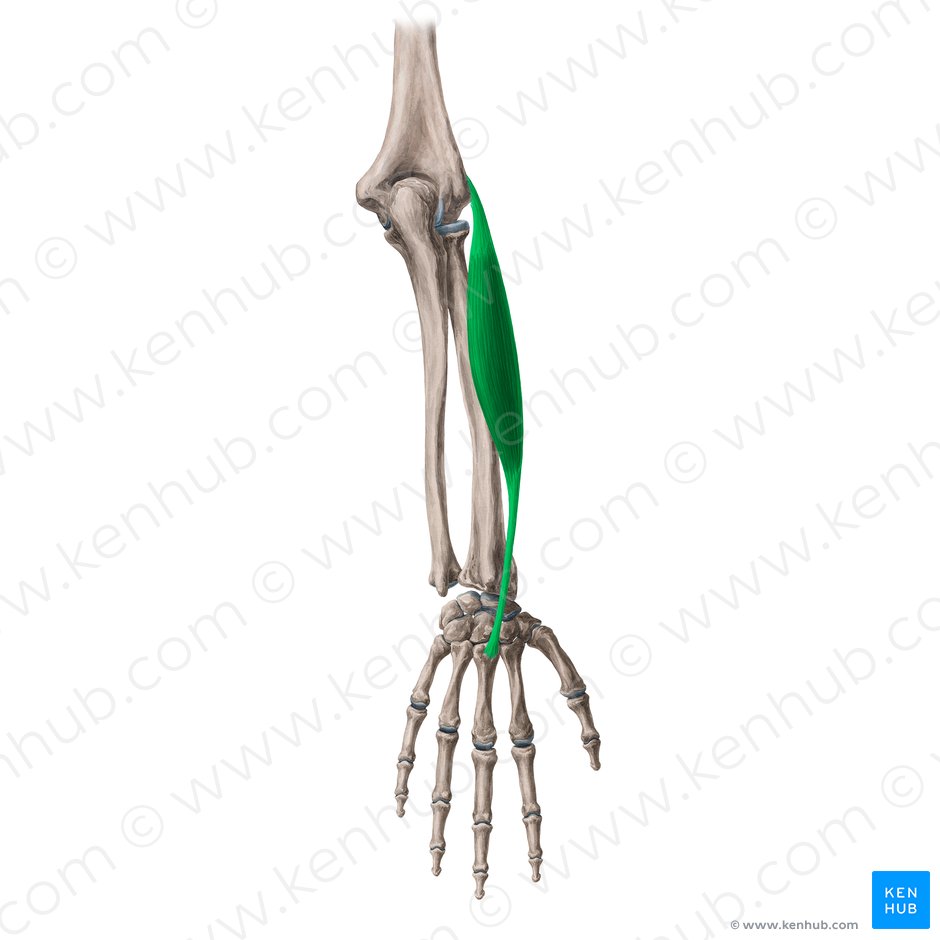 Músculo extensor radial curto do carpo (Musculus extensor carpi radialis brevis); Imagem: Yousun Koh