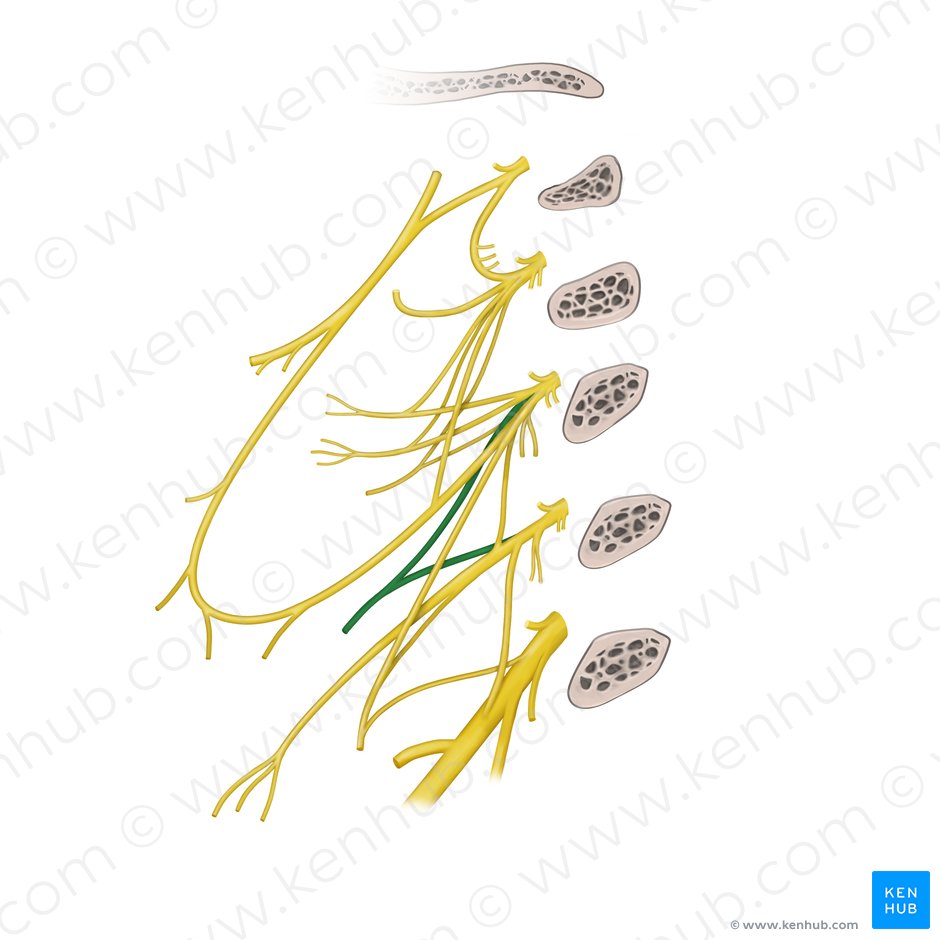Trapezius branch of cervical plexus (Ramus trapezius plexus cervicalis); Image: Begoña Rodriguez