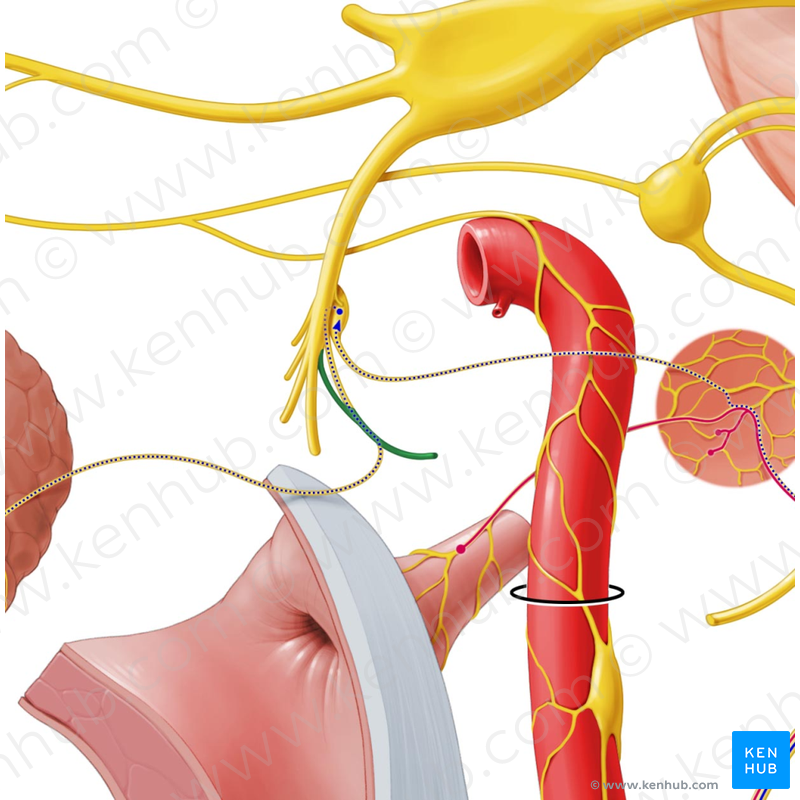 Auriculotemporal nerve (Nervus auriculotemporalis) | Kenhub