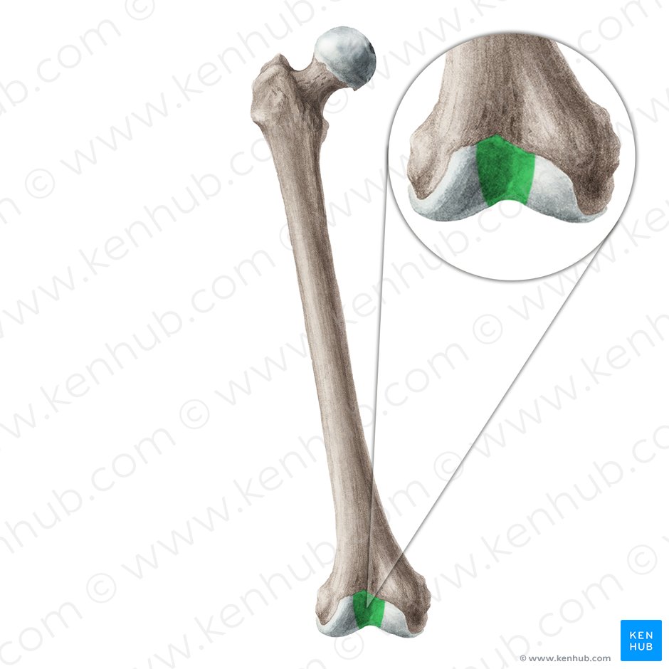 Carilla patelar del fémur (Facies patellaris ossis femoris); Imagen: Liene Znotina