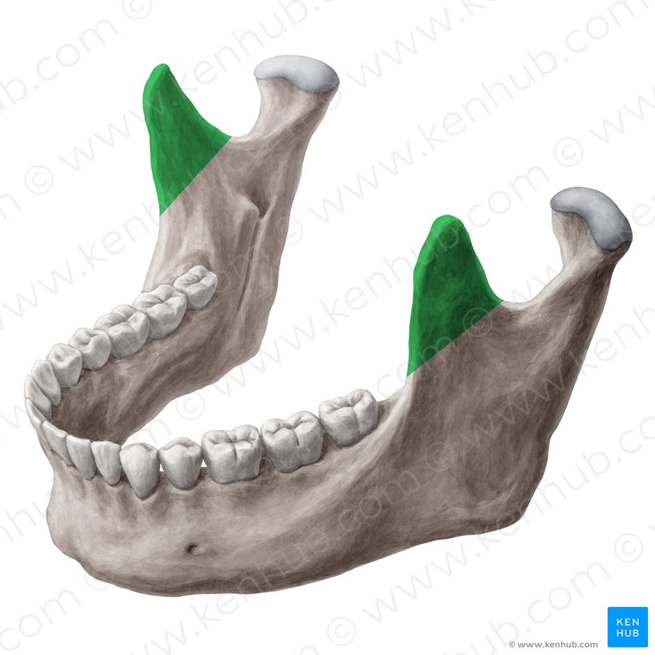Proceso coronoides de la mandíbula (Processus coronoideus mandibulae); Imagen: Yousun Koh