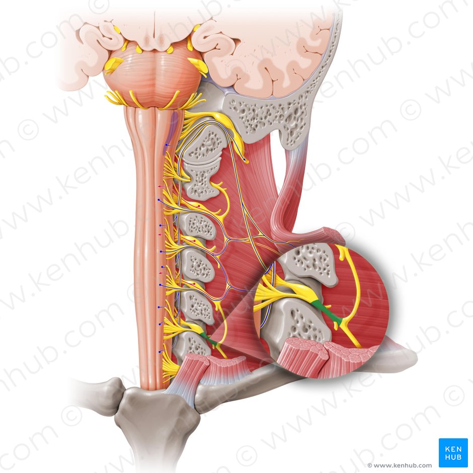 Nervio espinal C5 (Nervus spinalis C5); Imagen: Paul Kim