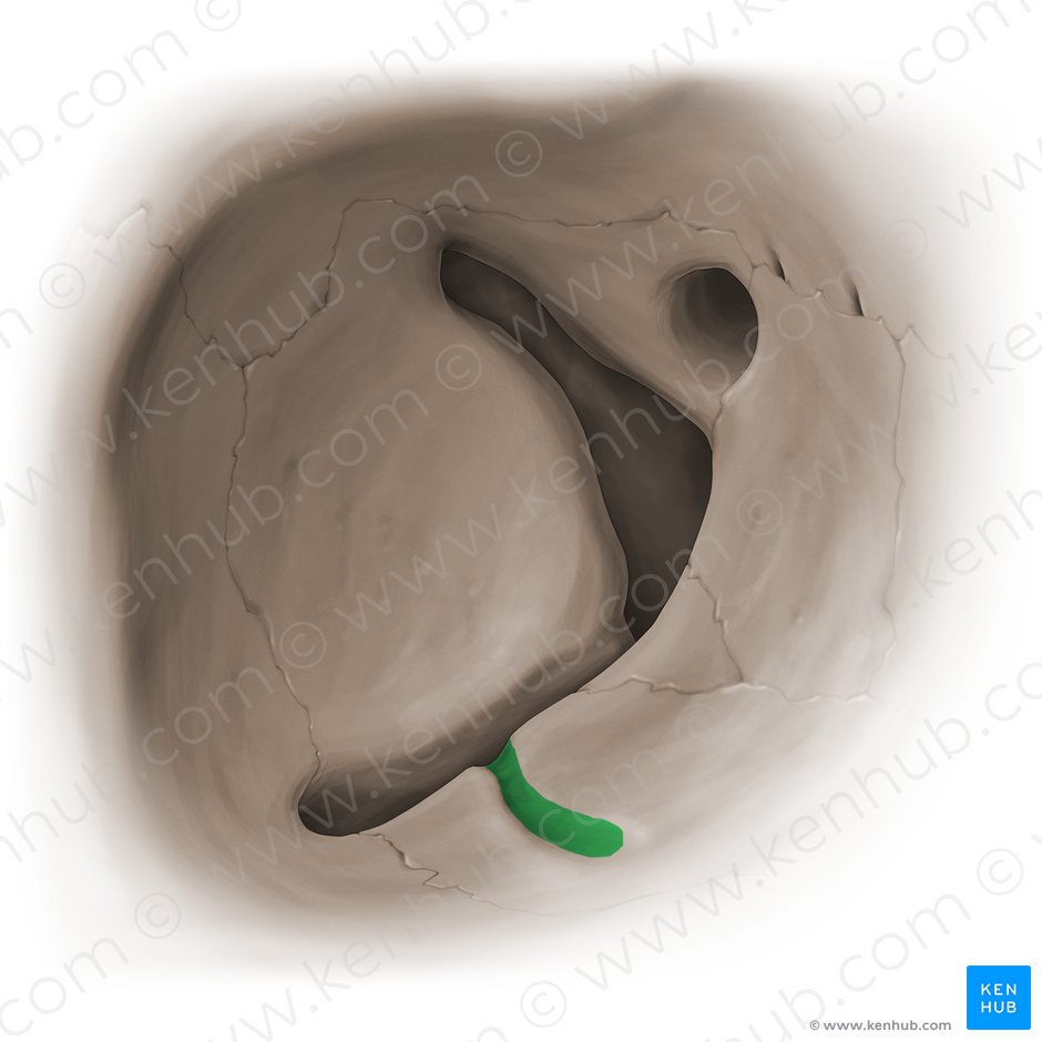 Infraorbital groove (Sulcus infraorbitalis); Image: Paul Kim