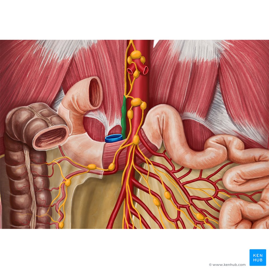 Thoracic duct: Anatomy, course and clinical significance | Kenhub
