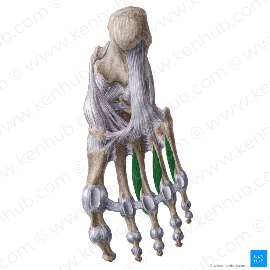 Músculos interóseos plantares (Musculi interossei plantares); Imagen: Liene Znotina