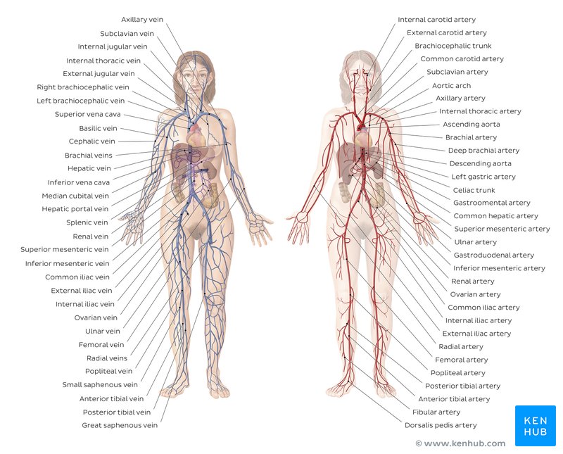 Human body systems: Overview, anatomy, functions | Kenhub