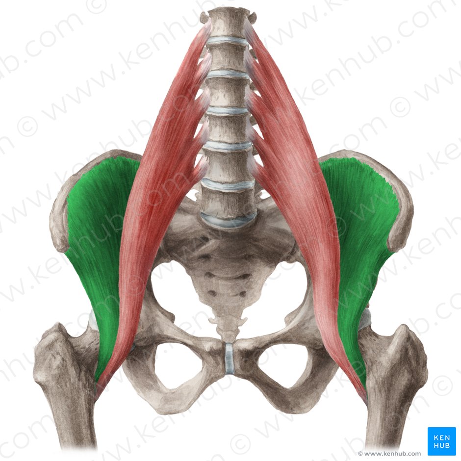Músculo ilíaco (Musculus iliacus); Imagem: Liene Znotina