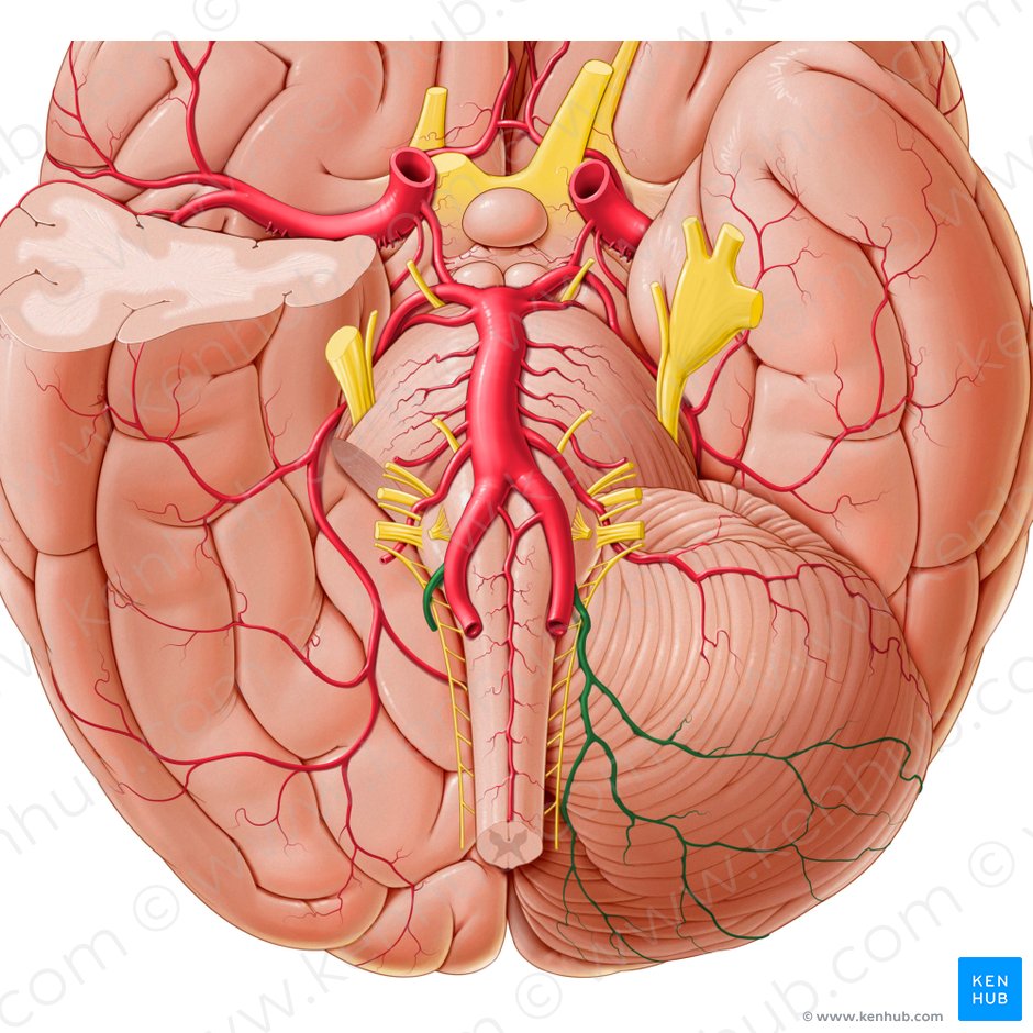 Posterior inferior cerebellar artery (Arteria inferior posterior cerebelli); Image: Paul Kim