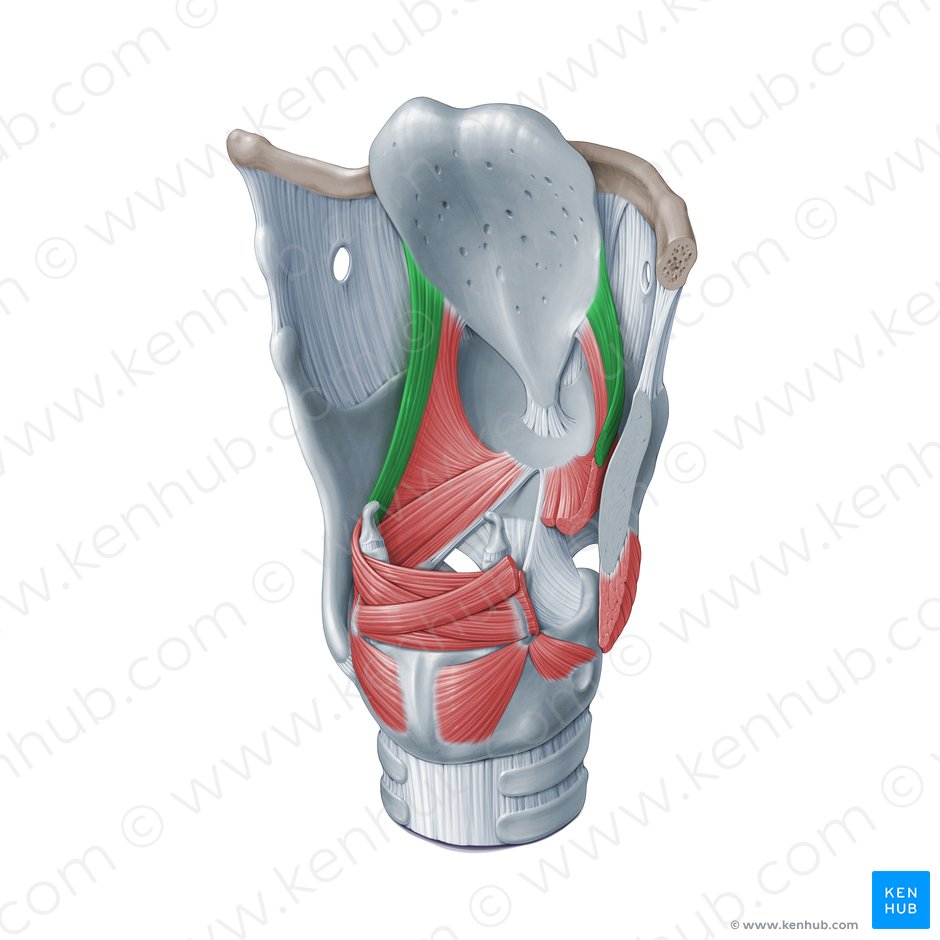 Aryepiglottic muscle (Musculus aryepiglotticus); Image: Paul Kim
