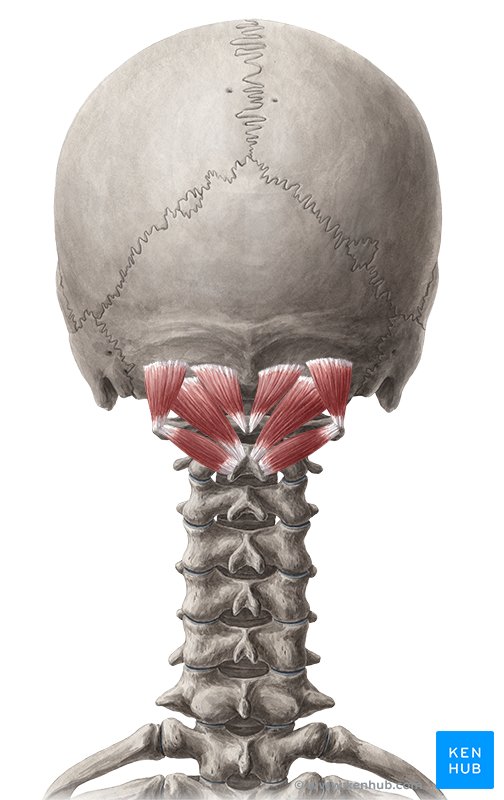 Suboccipital Muscles - Anatomy | Kenhub