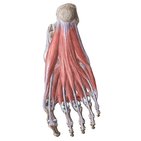 Músculos del pie 