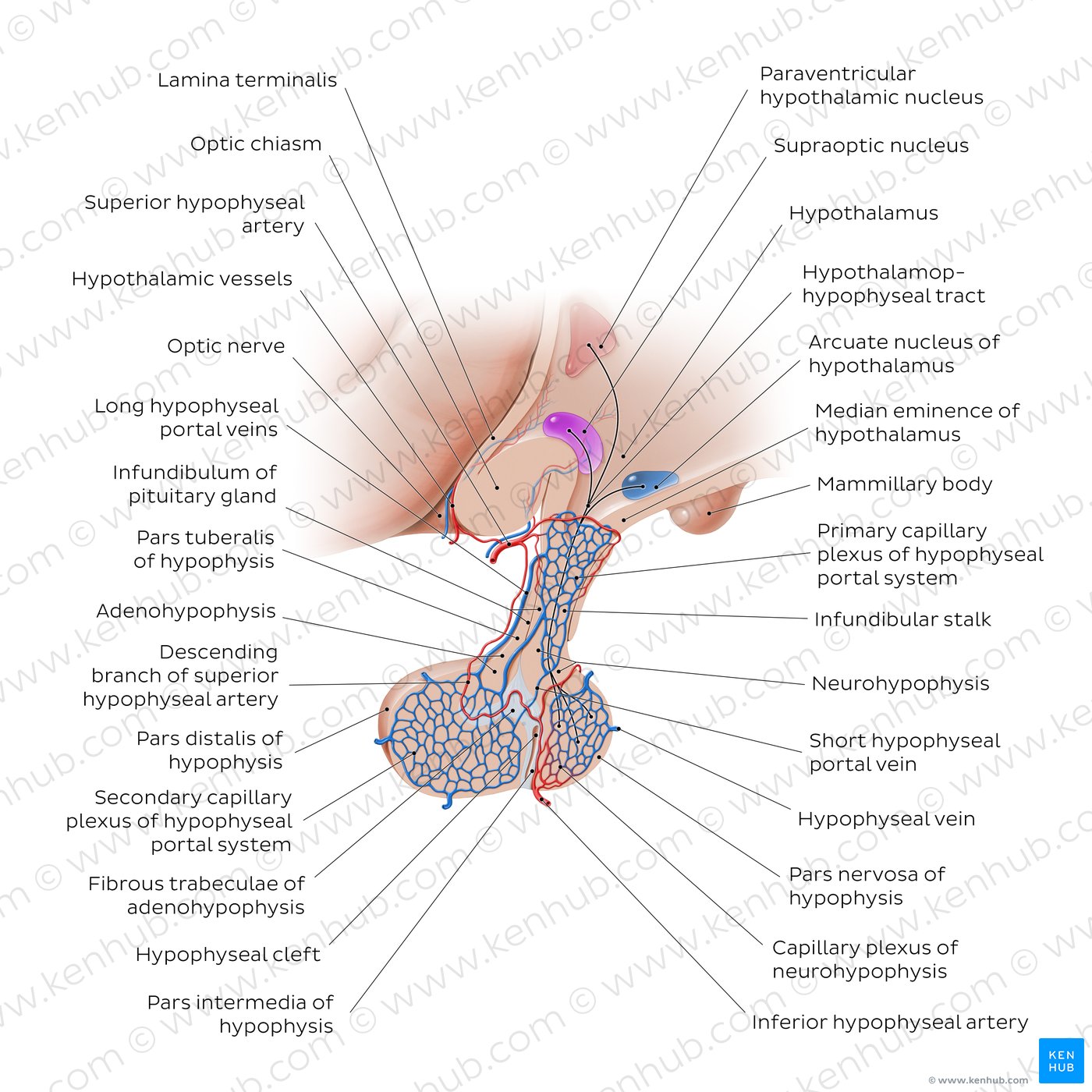 Hypophyseal portal system: Overview