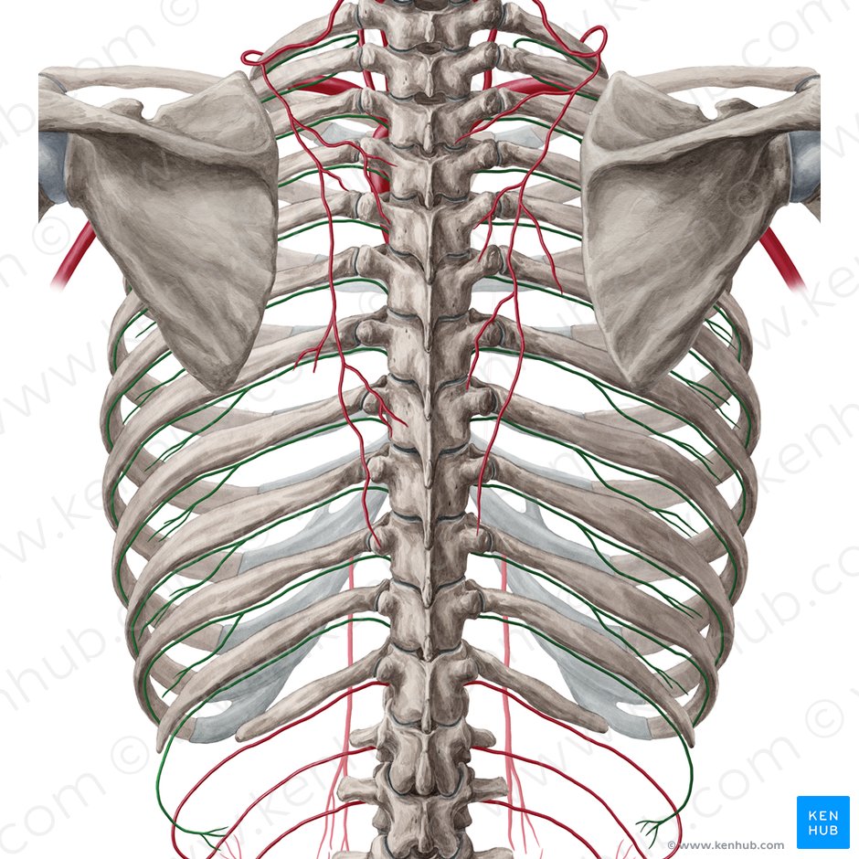Posterior intercostal artery (Arteria intercostalis posterior); Image: Yousun Koh