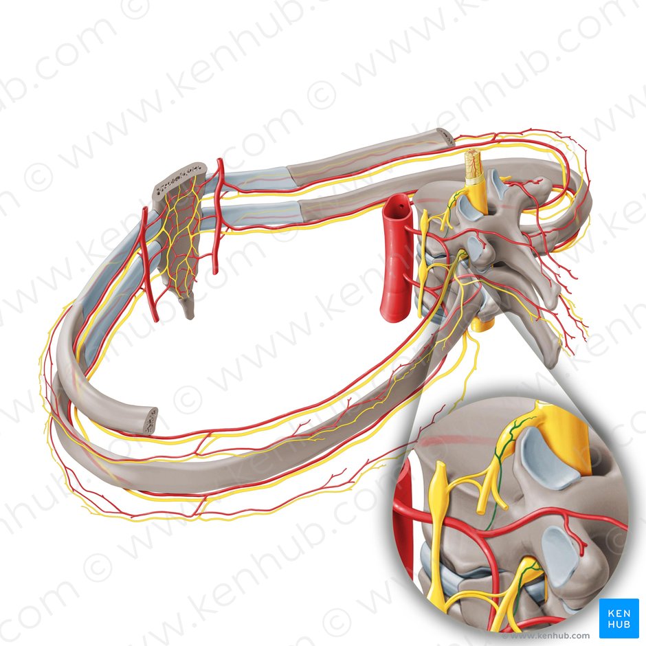 Arterias espinales (Arteriae spinales); Imagen: Paul Kim