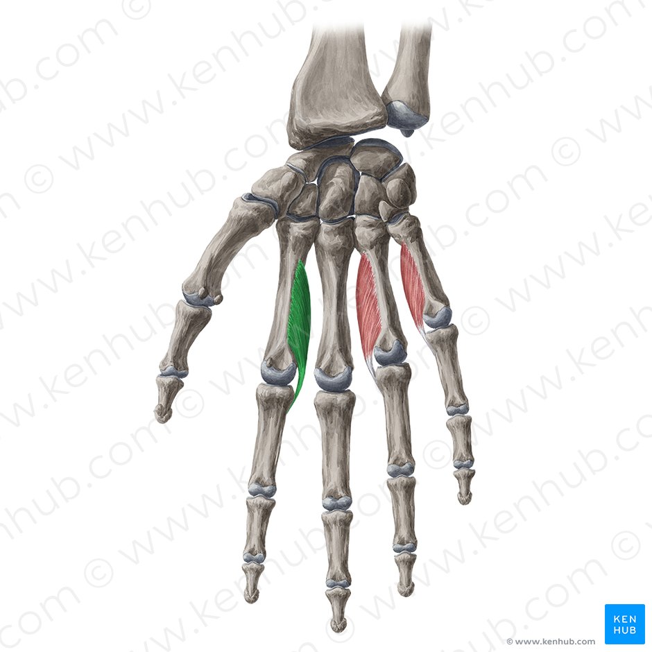 1st palmar interosseous muscle (Musculus interosseus palmaris 1); Image: Yousun Koh