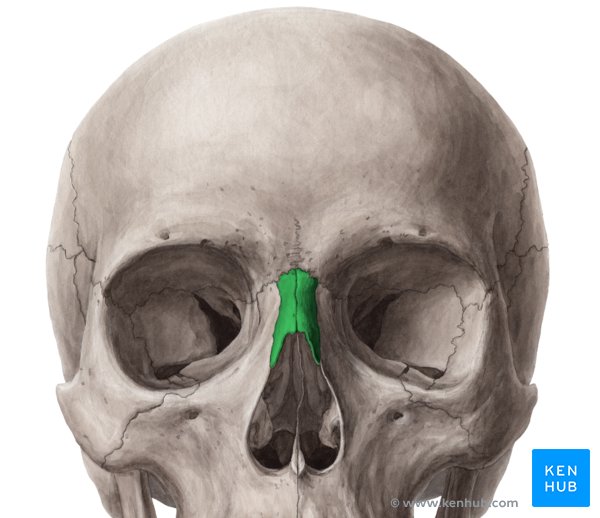 Nasal bone: Anatomy, borders, function, development | Kenhub