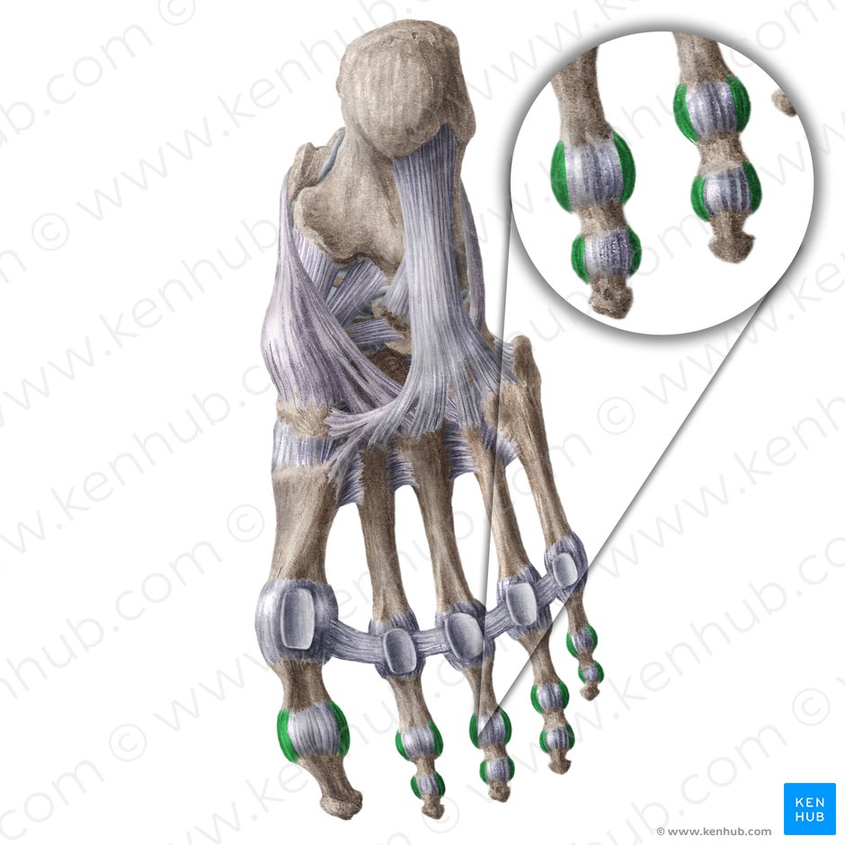 Ligamentos colaterales de las articulaciones interfalángicas del pie (Ligamenta interphalangea collateralia pedis); Imagen: Liene Znotina