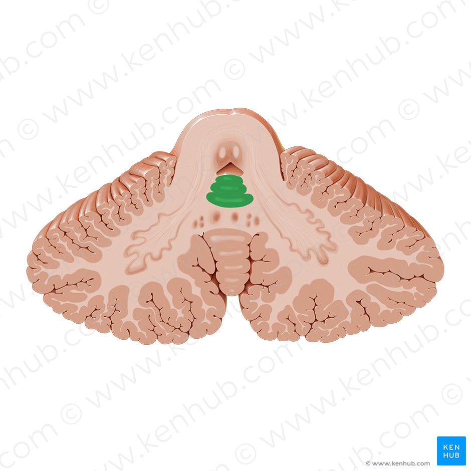 Lingula of cerebellum (Lingula cerebelli); Image: Paul Kim