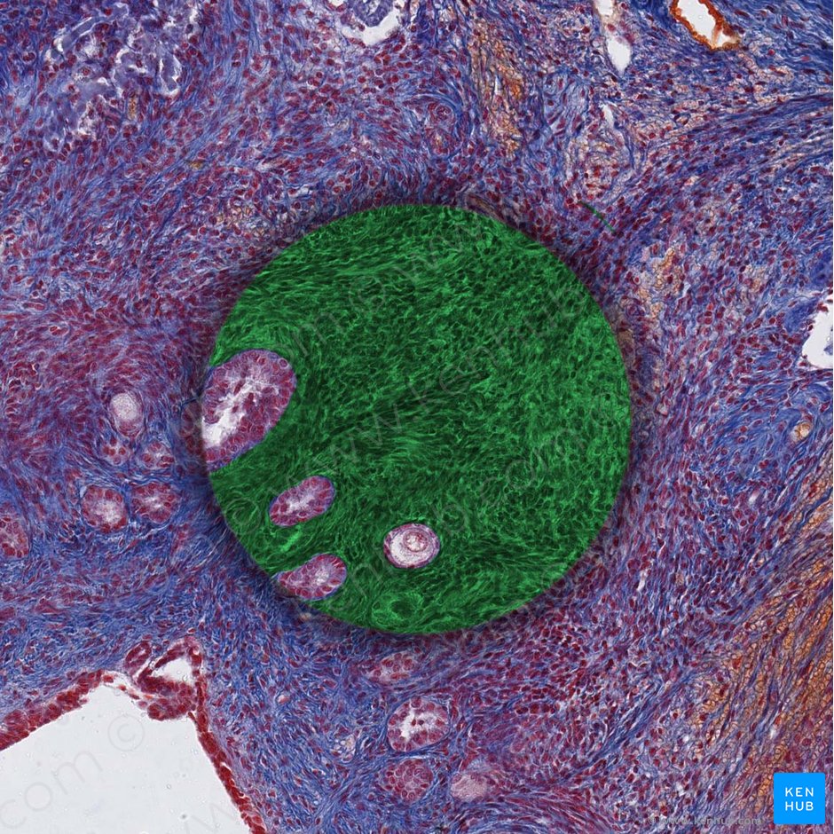 Spinocellular connective tissue; Image: 